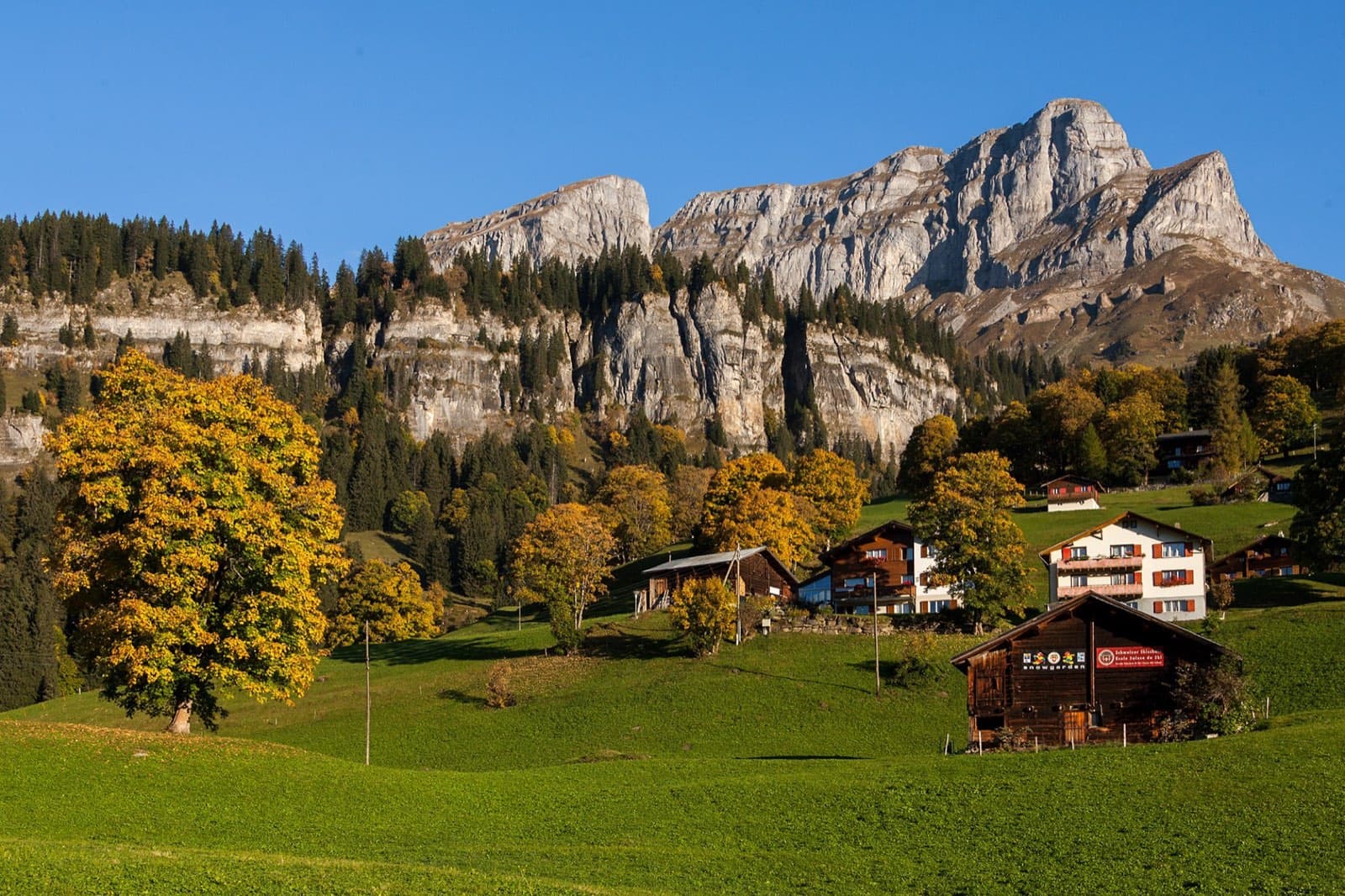 Braunwald